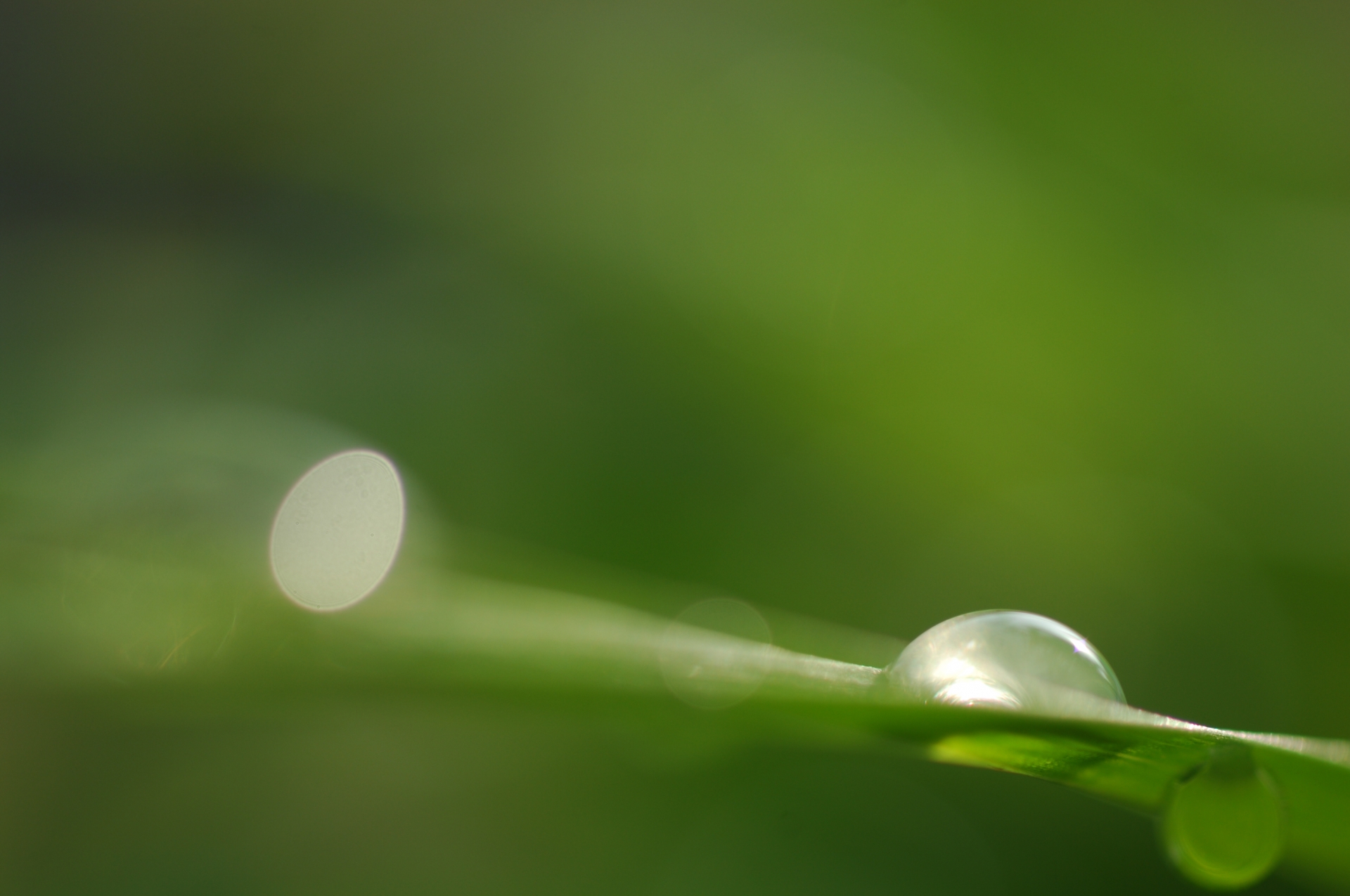 A clear dew drop resting on a green blade of grass against a softly blurred background.