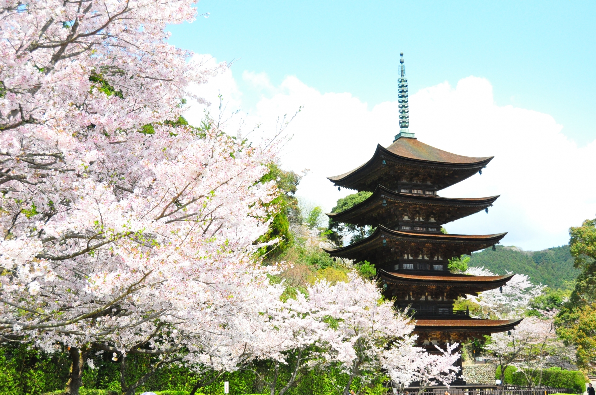 Cherry blossoms beside a traditional pagoda.