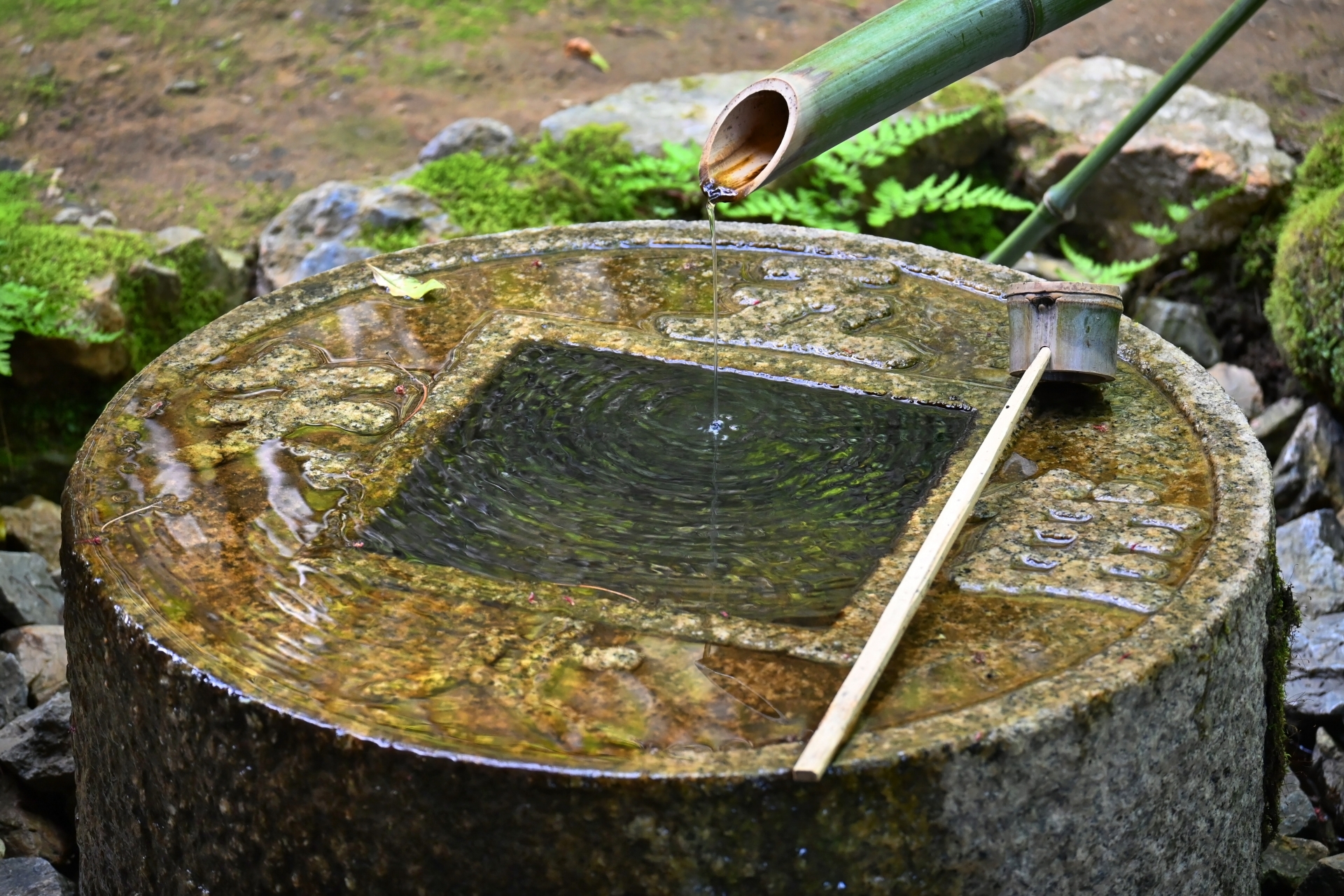 Water falls from a bamboo spout into a stone tsukubai basin, with a bamboo ladle resting across it.
