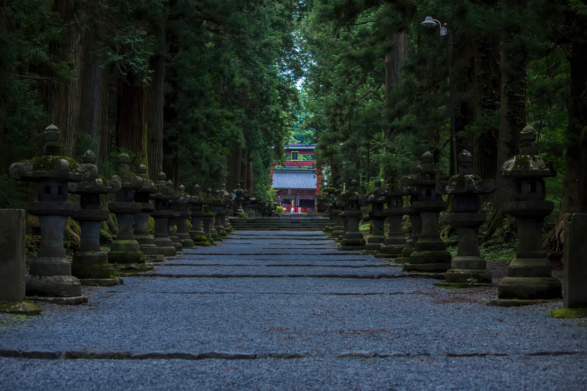 Stone lanterns lining a forested shrine approach in Japan.