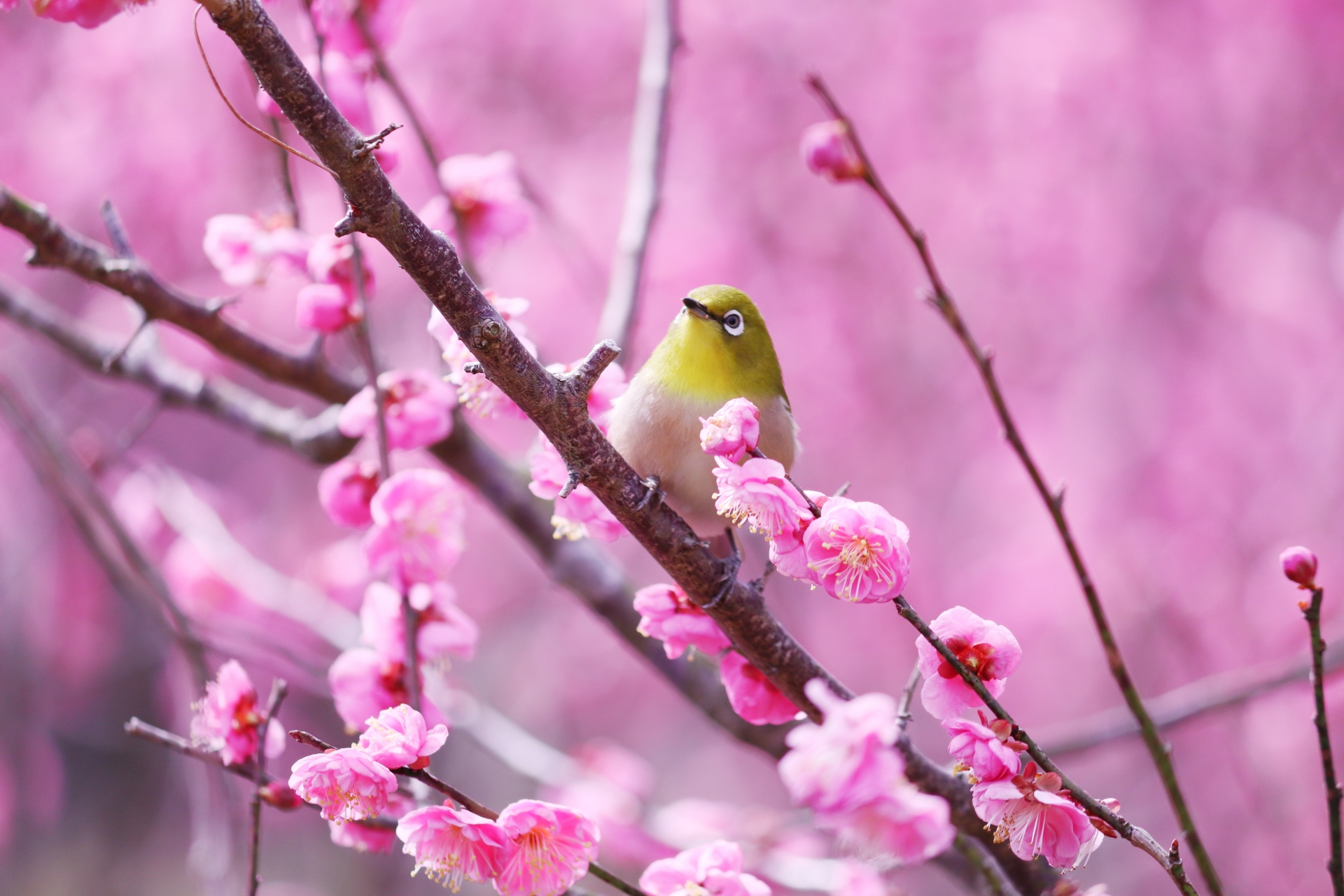 Japanese white-eye among flowering plum branches.