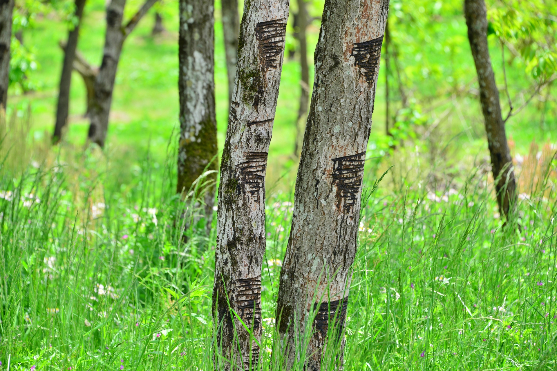Lacquer trees with collection cuts visible on their trunks.