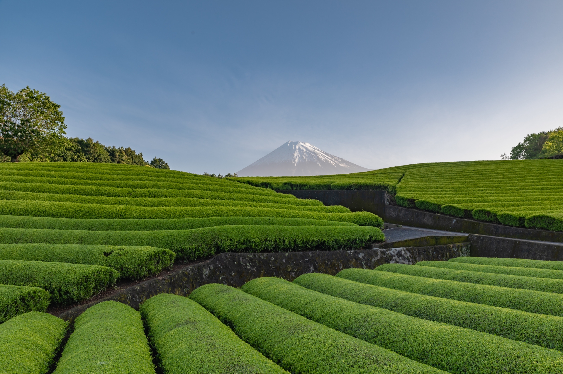 Rows of green tea bushes with Mount Fuji in the distance.