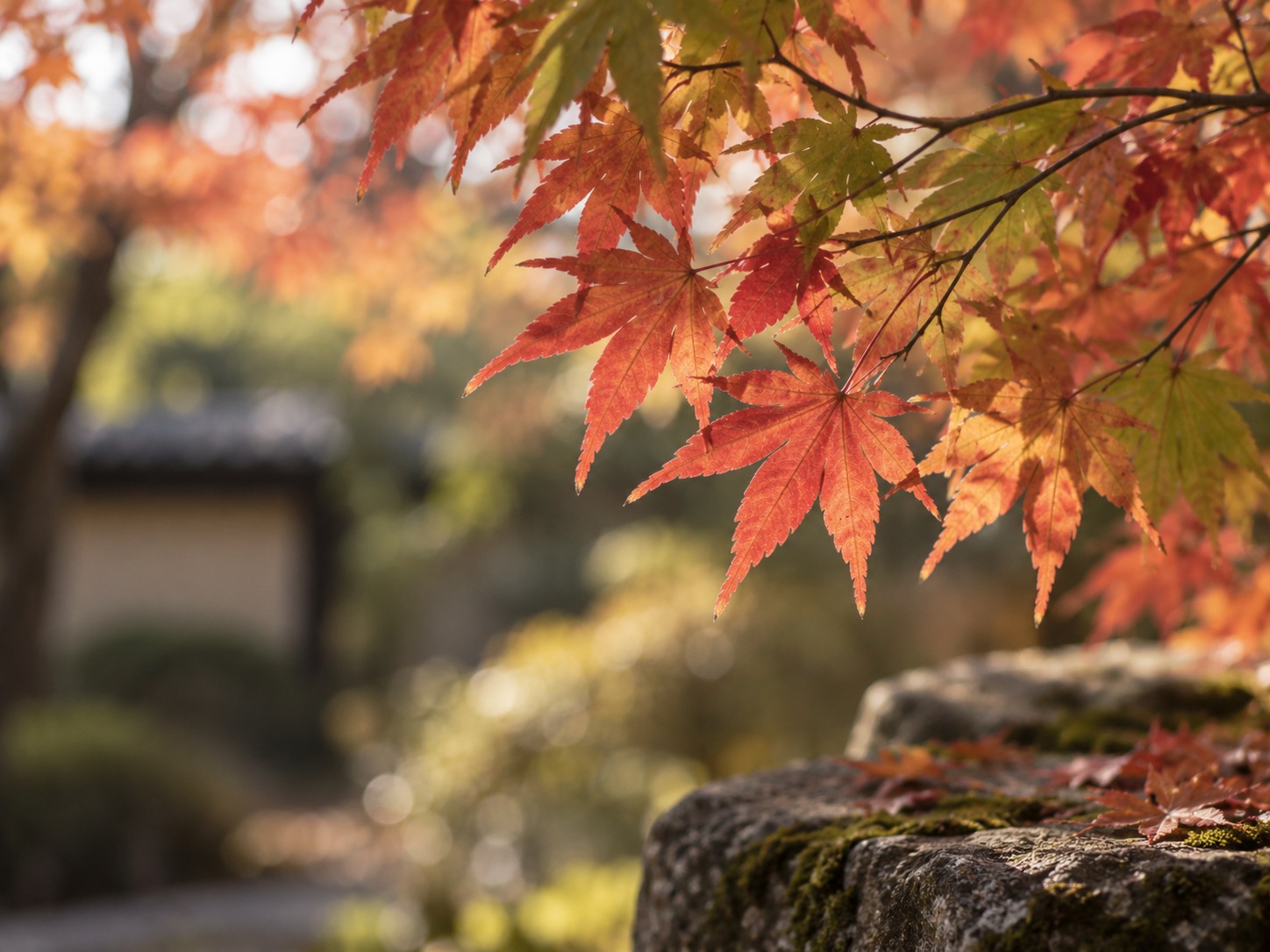 Red and orange Japanese maple leaves catching autumn light above a mossy stone wall.
